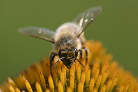 Eine pollensammelnde Biene in Süddeutschland, 31. Juli 2024