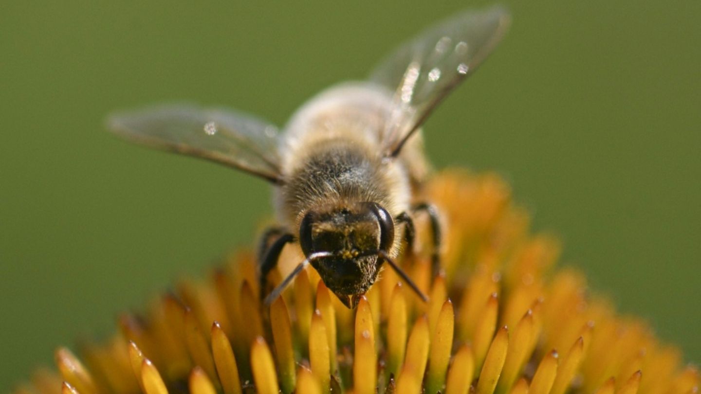 Eine pollensammelnde Biene in Süddeutschland, 31. Juli 2024