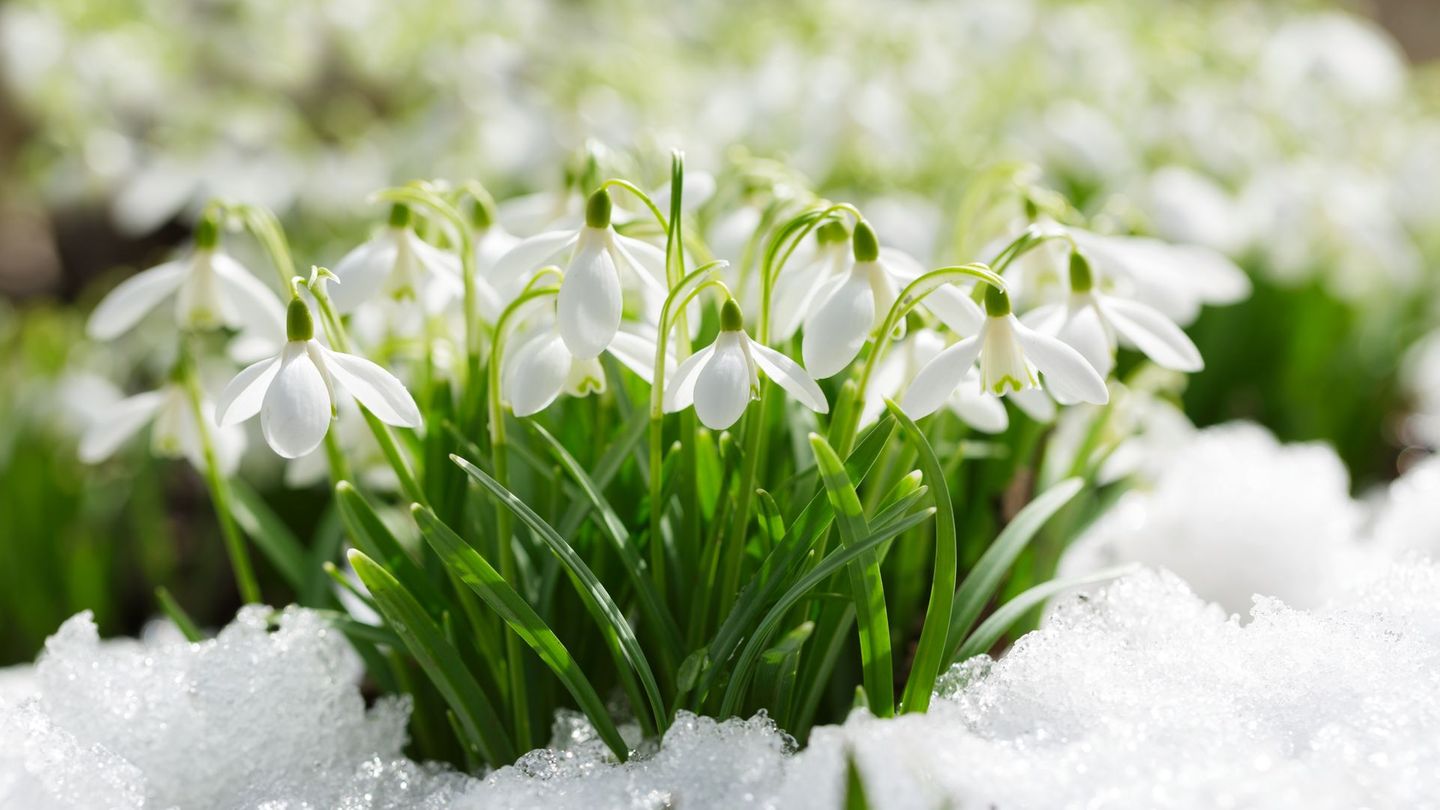 Schneeglöckchen stehen in Deutschland unter Naturschutz und dürfen nicht gepflückt werden.