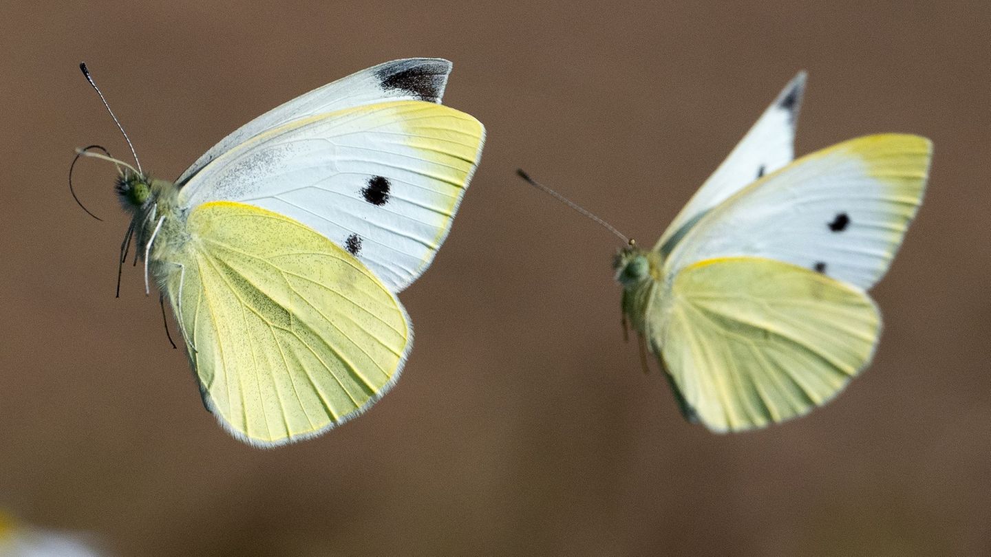 Extensiv genutzte Wiesen sind ein Problem für Schmetterlinge. (Symbolbild) Foto: Boris Roessler/dpa