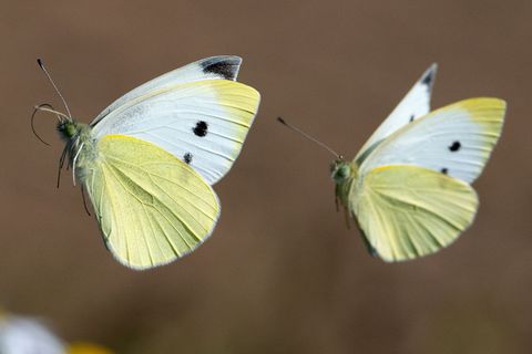Extensiv genutzte Wiesen sind ein Problem für Schmetterlinge. (Symbolbild) Foto: Boris Roessler/dpa