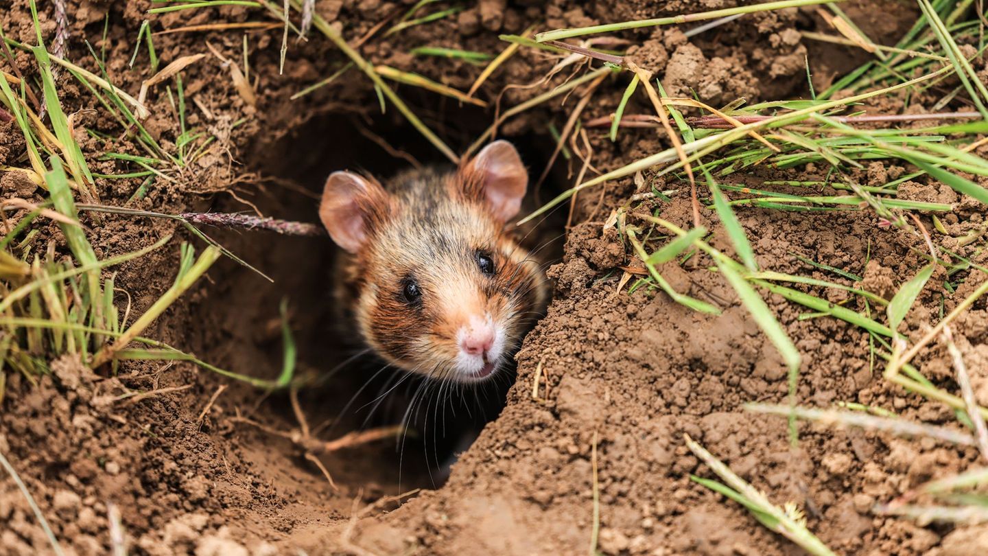 Artenschutz: Wieder mehr Feldhamster - Schutzprojekt läuft weiter