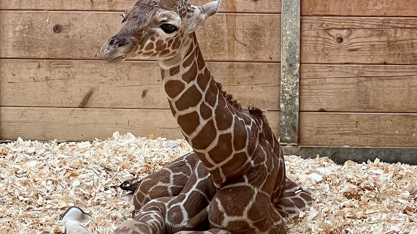 Netzgiraffen gelten als eine besonders bedrohte Tierart. Foto: -/Opel-Zoo/dpa
