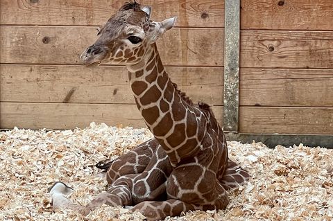 Netzgiraffen gelten als eine besonders bedrohte Tierart. Foto: -/Opel-Zoo/dpa