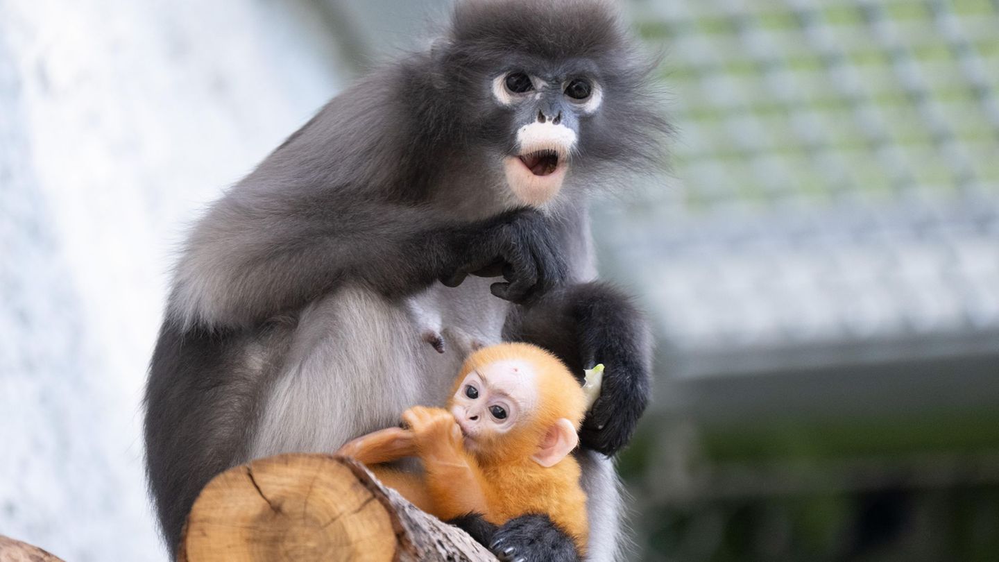 Die kleine Ida kam am 16. Februar im Dresdner Zoo zur Welt. Foto: Sebastian Kahnert/dpa