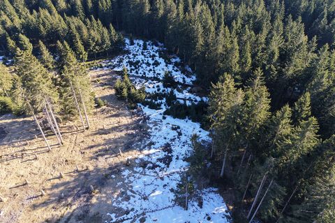 Trockene Moore im Thüringer Wald sollen wieder vernässt werden, damit sie ihre Funktion als Kohlenstoffspeicher wahrnehmen könne