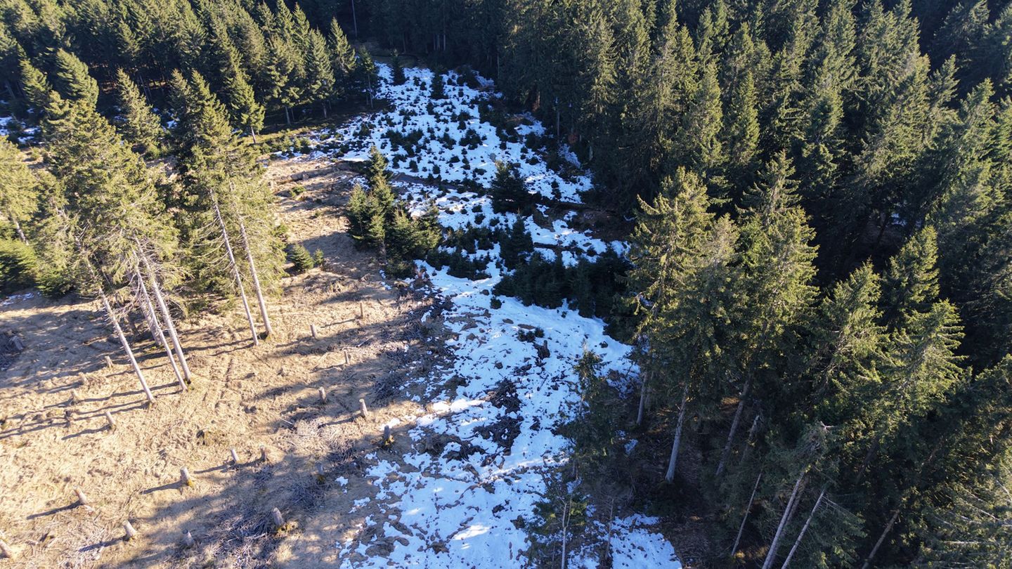 Trockene Moore im Thüringer Wald sollen wieder vernässt werden, damit sie ihre Funktion als Kohlenstoffspeicher wahrnehmen könne