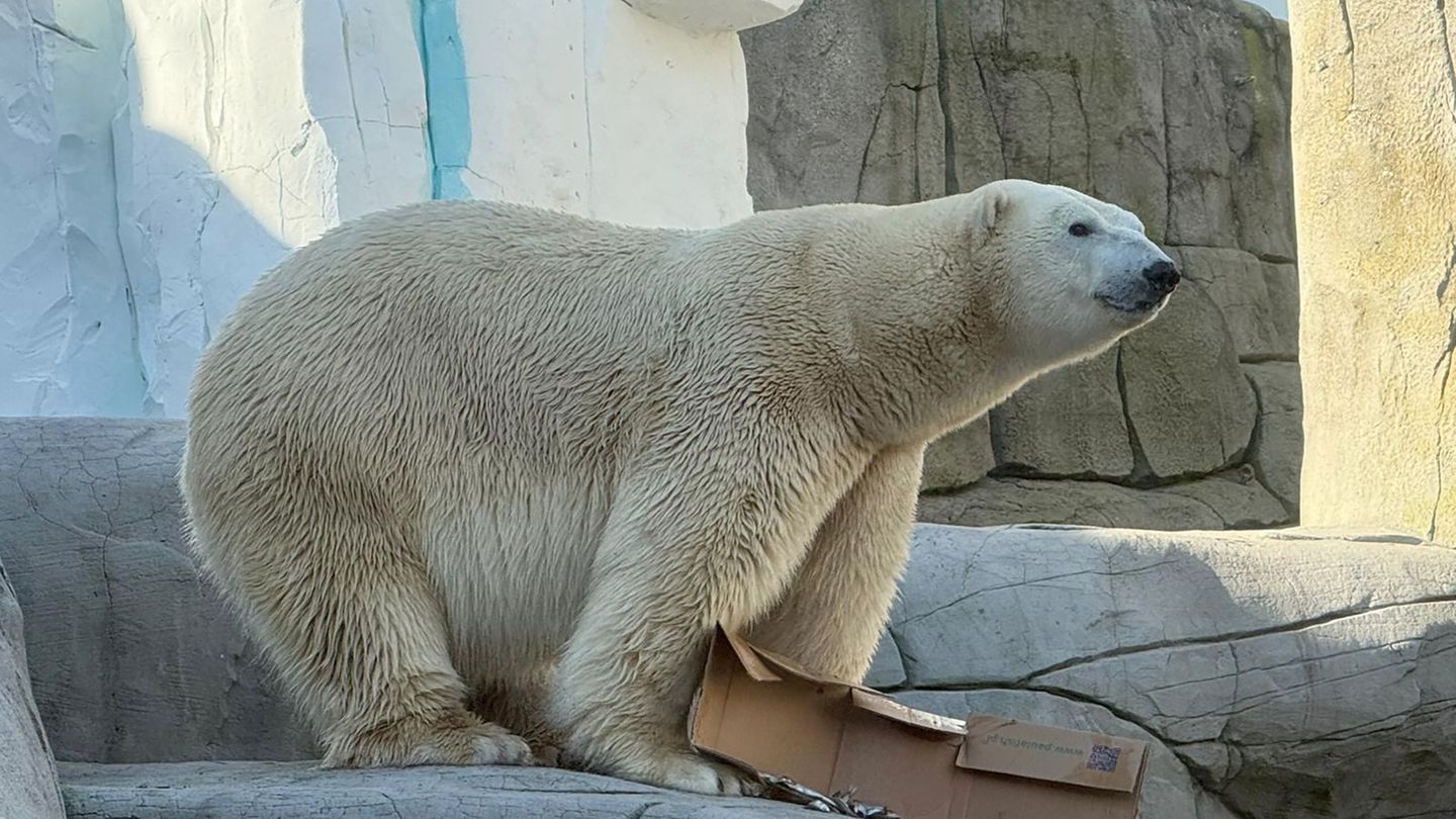 Tierischer Neuzugang: Dänischer Eisbär zieht nach Hamburg