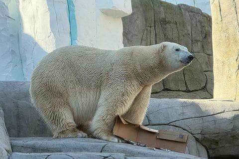 Der Transport von Eisbärenmann Rasputin aus dem dänischen Aalborg dauerte fünf Stunden. Foto: -/Hagenbeck /dpa
