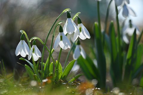 Sonne und milde Temperaturen bestimmen das Wetter in den nächsten Tagen in Sachsen, Sachsen-Anhalt und Thüringen. (Archivbild) F