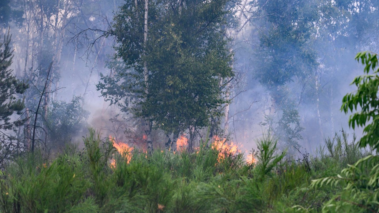 Natur & Umwelt: Sachsen startet tägliche Warnung vor Waldbrandgefahr