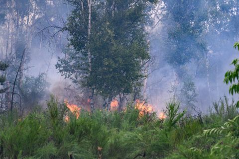 Das Feuer in der Gohrischheide (Kreis Meißen) hatte im vergangenen Jahr hunderte Einsatzkräfte in Atem gehalten. (Archivbild) Fo