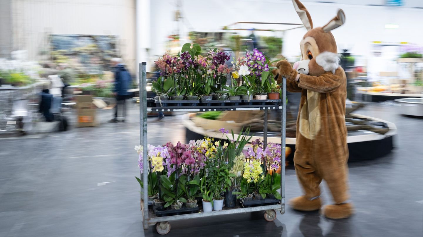 Im Rahmen der Publikumsmesse "Dresdner Ostern" findet in diesem Jahr die Weltorchideenkonferenz statt. (Archivbild) Foto: Sebast