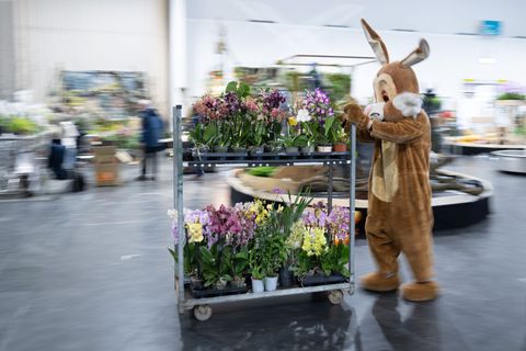 Im Rahmen der Publikumsmesse "Dresdner Ostern" findet in diesem Jahr die Weltorchideenkonferenz statt. (Archivbild) Foto: Sebast