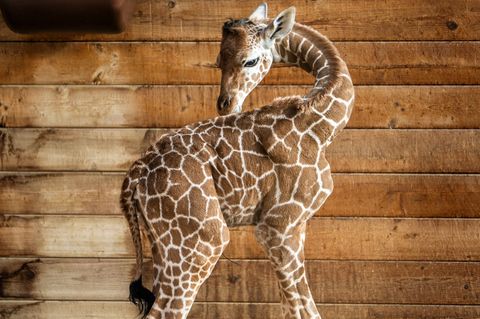 Netzgiraffen gelten als eine besonders bedrohte Tierart. Foto: Andreas Arnold/dpa