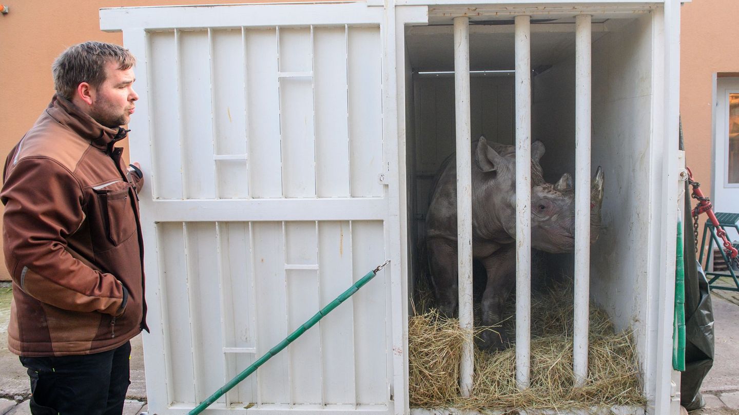 Das Nashornweibchen Malia hatte den Transport zuvor geübt. Foto: Klaus-Dietmar Gabbert/dpa