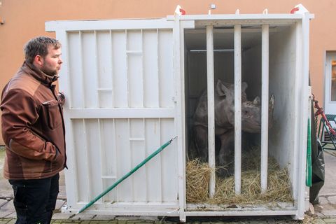 Das Nashornweibchen Malia hatte den Transport zuvor geübt. Foto: Klaus-Dietmar Gabbert/dpa