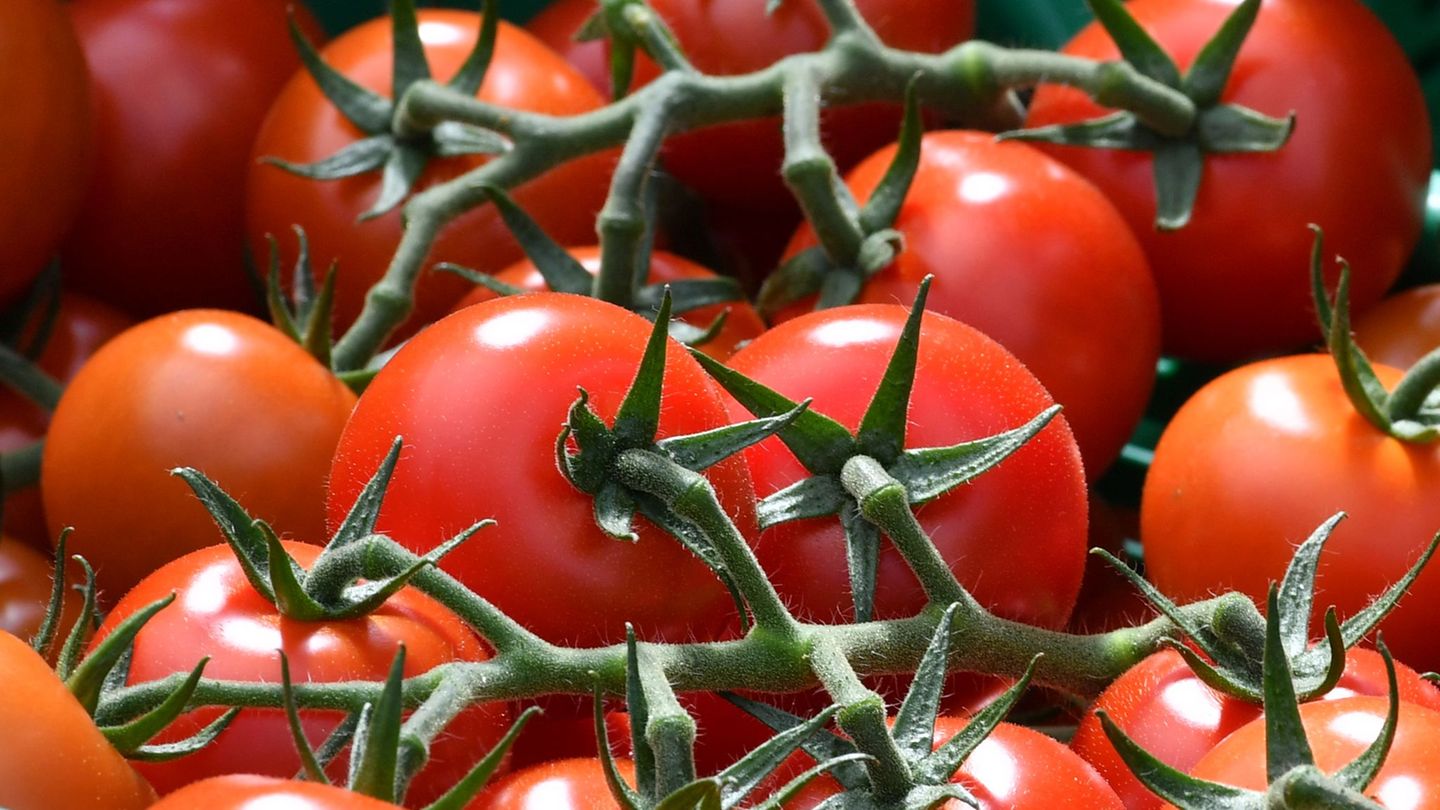 Tomaten machten einen Großteil der Ernte aus. (Symbolbild) Foto: picture alliance / dpa