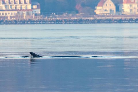 Anfang des Jahres war mehrfach ein Wal in der Flensburger Förde gesichtet worden. Nun schwamm ein solches Tier vor Wismar. (Arch