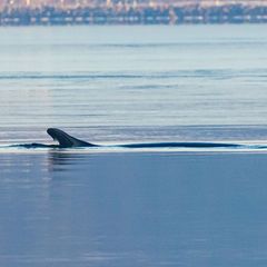 Anfang des Jahres war mehrfach ein Wal in der Flensburger Förde gesichtet worden. Nun schwamm ein Wal vor Wismar. (Archivbild) F