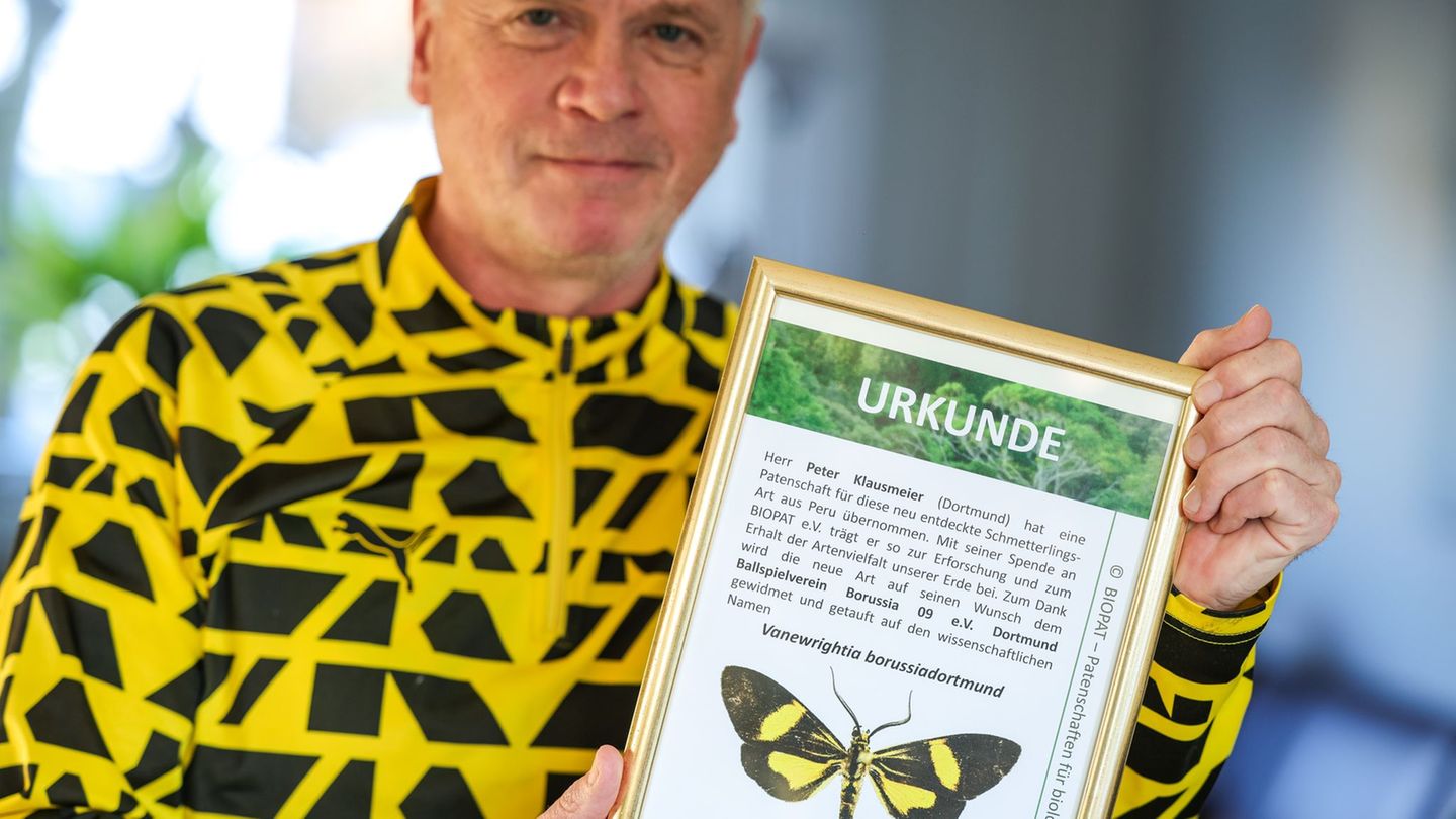 Passt bestens zusammen: Ein schwarz-gelber Schmetterling und sein Namenspate, der BVB-Fan und Biologe Peter Klausmeier Foto: Chr