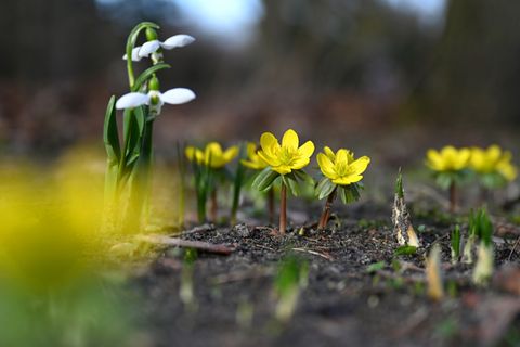 In Hessen bleibt das Wetter frühlingshaft (Symbolbild) Foto: Elisa Schu/dpa
