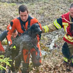 Hunderettung der Feuerwehr