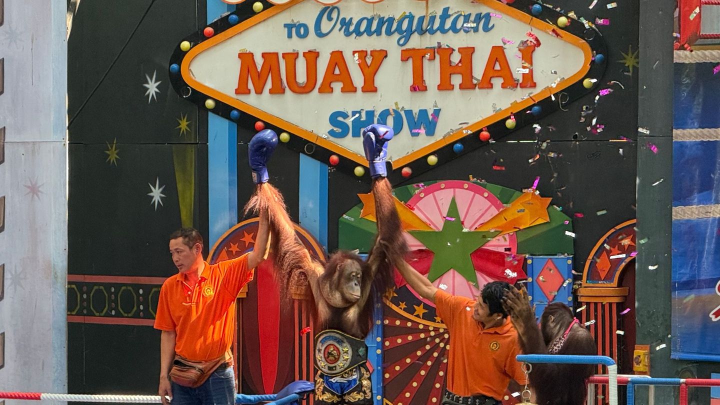 Orang-Utans boxen in einem Freizeitpark nahe Bangkok. Foto: Carola Frentzen/dpa