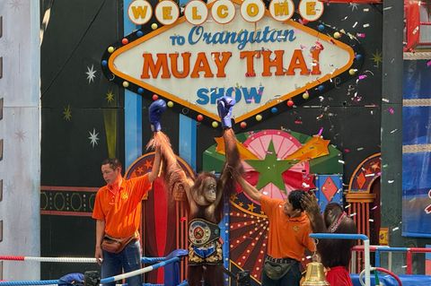 Orang-Utans boxen in einem Freizeitpark nahe Bangkok. Foto: Carola Frentzen/dpa