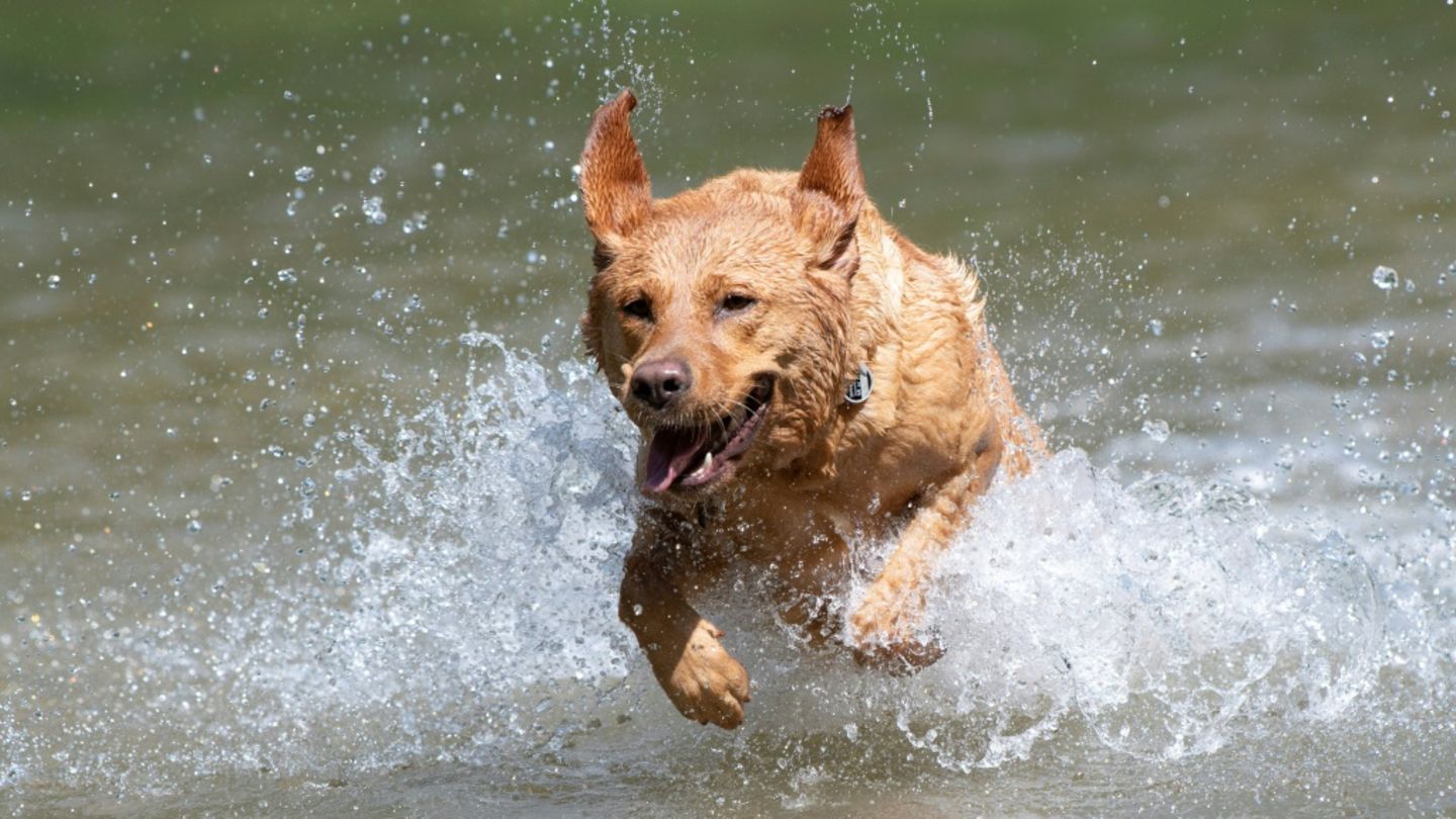 Feuerwehr rettet vermisste Hündin aus Moor in Stuttgart
