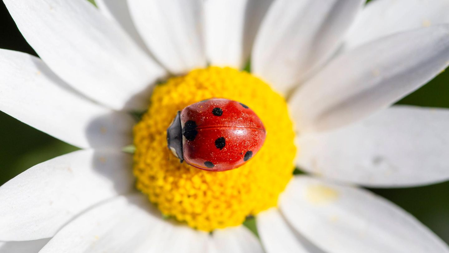 Tiere: Marienkäfer auf Blüte