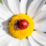 Tiere: Marienkäfer auf Blüte