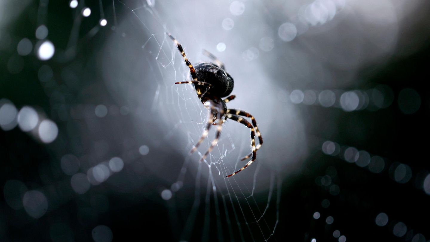 Tiere Kreuzspinne im Netz
