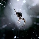 Tiere Kreuzspinne im Netz