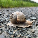 Weinbergschnecke