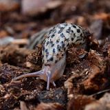 Tiere: gepunktete Nacktschnecke kriecht über den Boden