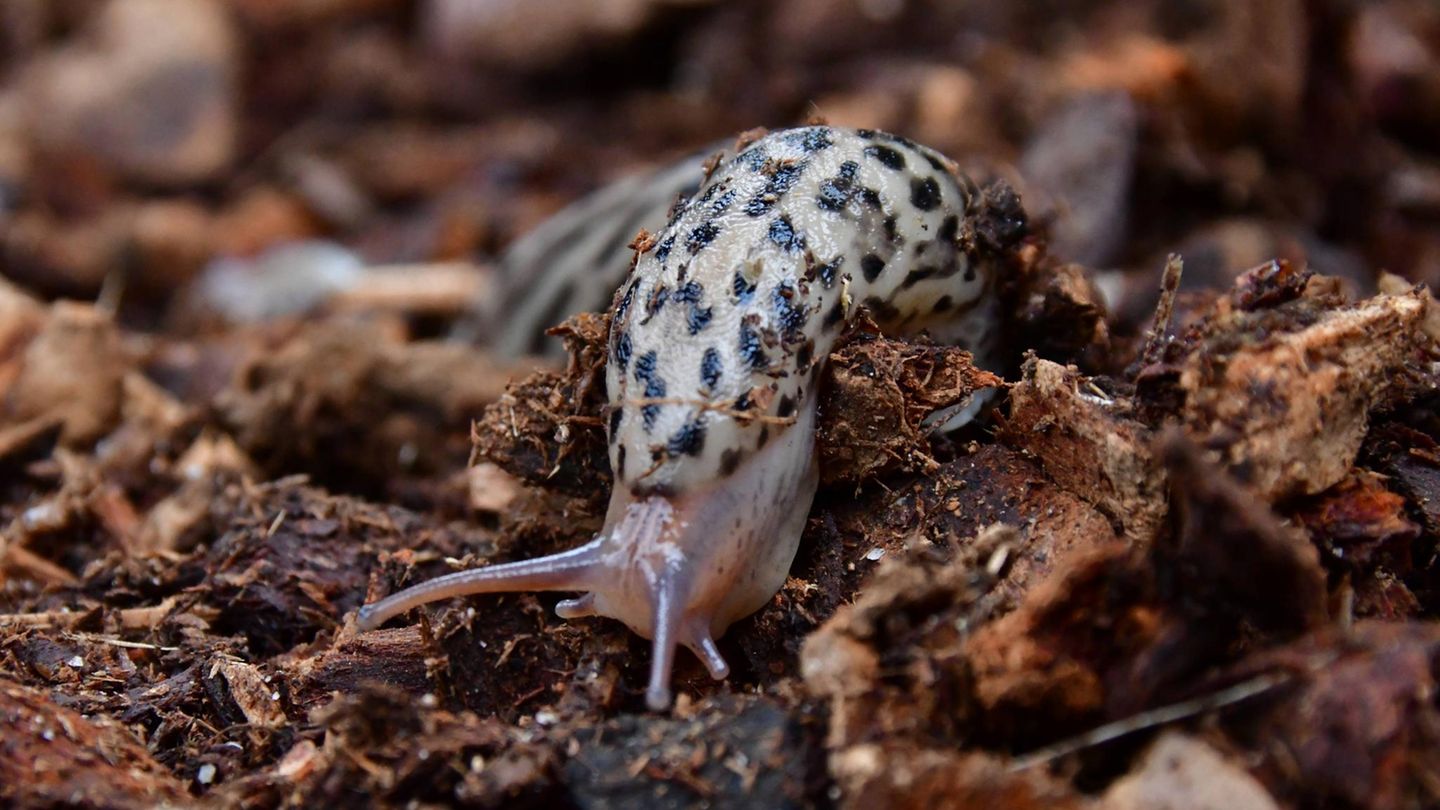 Tiere: gepunktete Nacktschnecke kriecht über den Boden