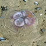 Tiere: Ohrenqualle am Strand