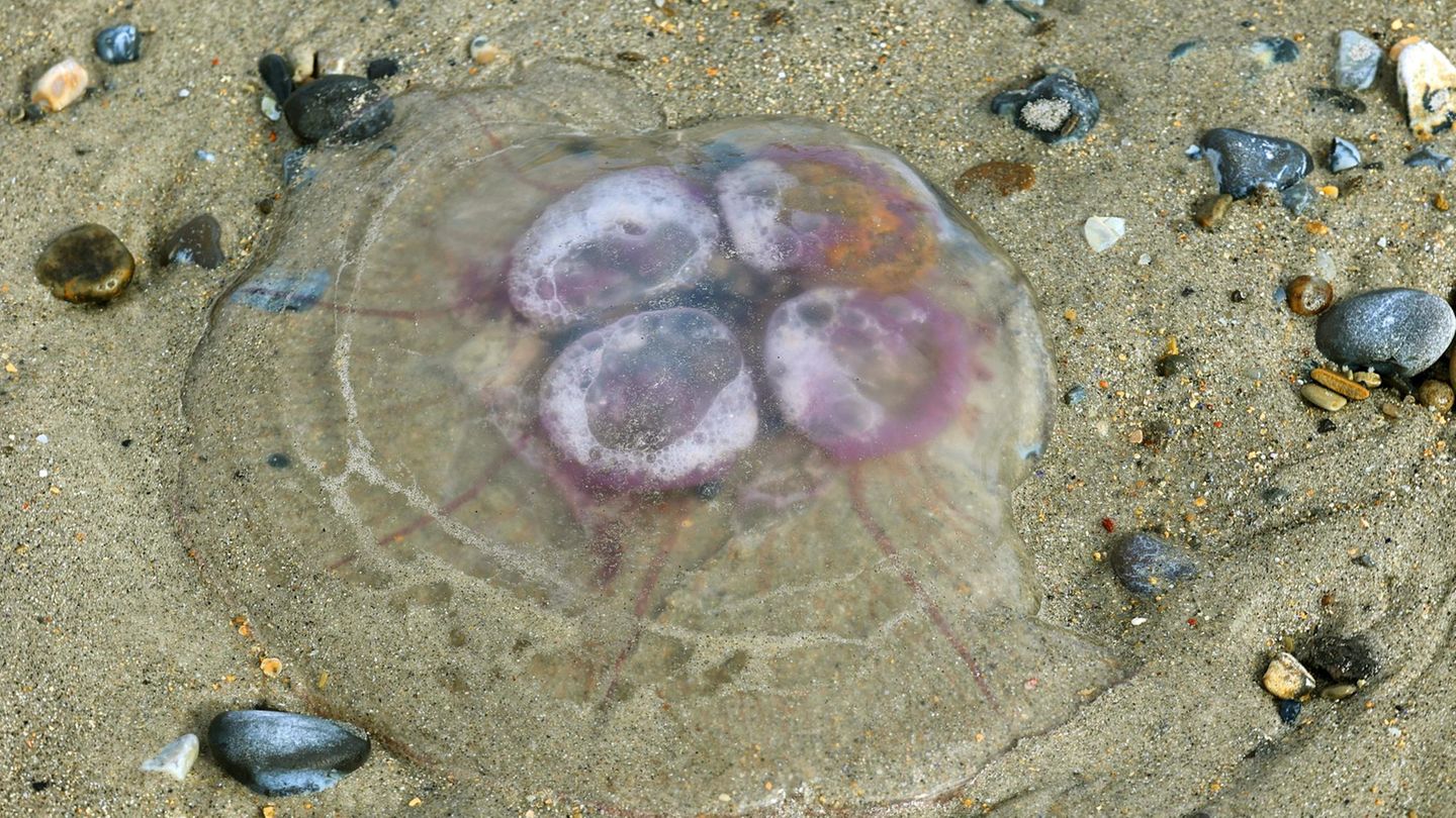 Tiere: Ohrenqualle am Strand