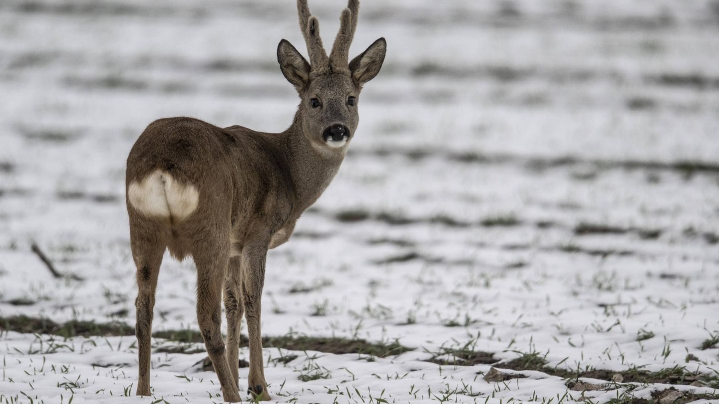 Tiere Rehbock auf einem Feld