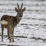 Tiere Rehbock auf einem Feld