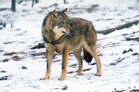 Wolf im Schnee