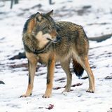 Wolf im Schnee