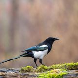 Tiere Elster sitzt auf moosbedecktem Ast