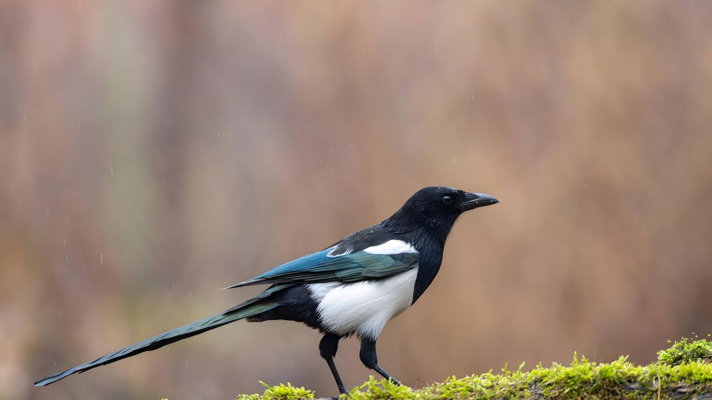 Tiere Elster sitzt auf moosbedecktem Ast