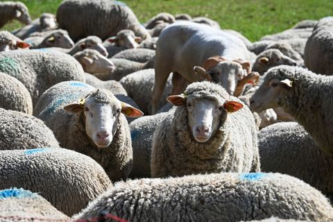 Vor allem die Zahl der Mutterschafe hat sich in Sachsen-Anhalt verringert. (Symbolbild) Foto: Heiko Rebsch/dpa