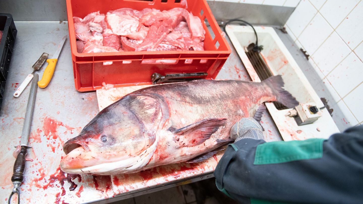 In Thüringen wird für den Verzehr von Marmorkarpfen geworben. (Archivbild) Foto: Sebastian Kahnert/dpa-Zentralbild/ZB