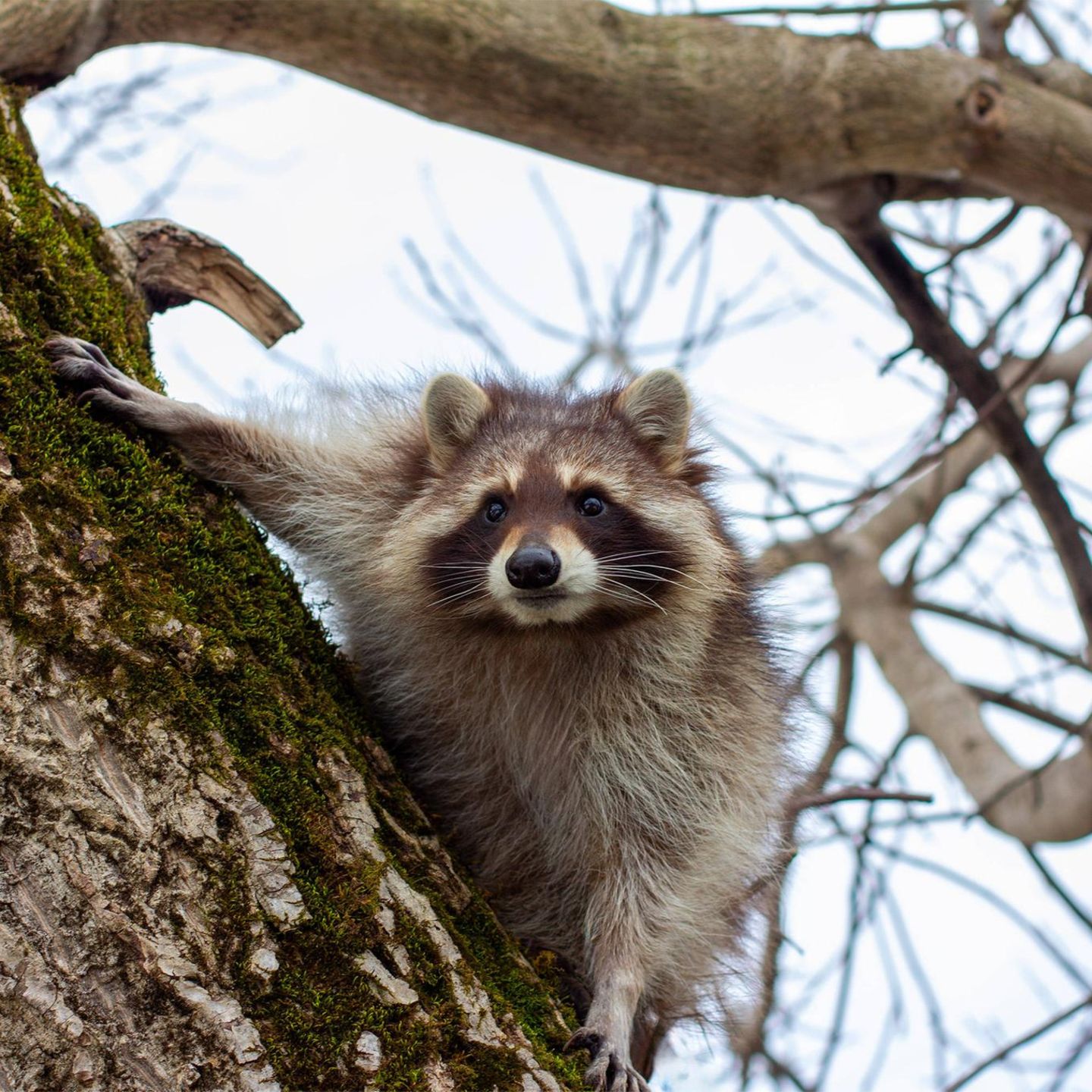 Tiere Waschbär im Baum