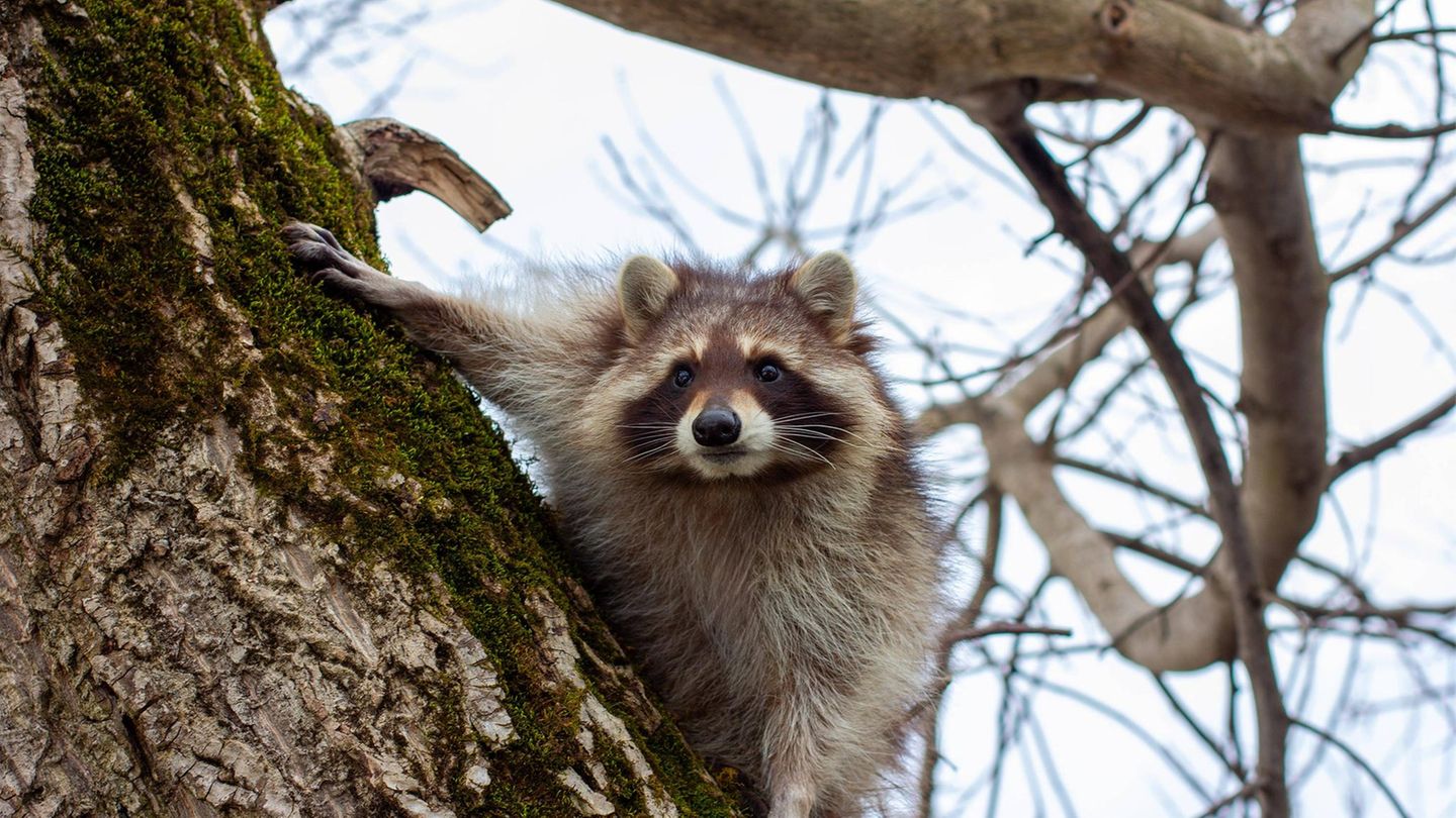 Tiere Waschbär im Baum