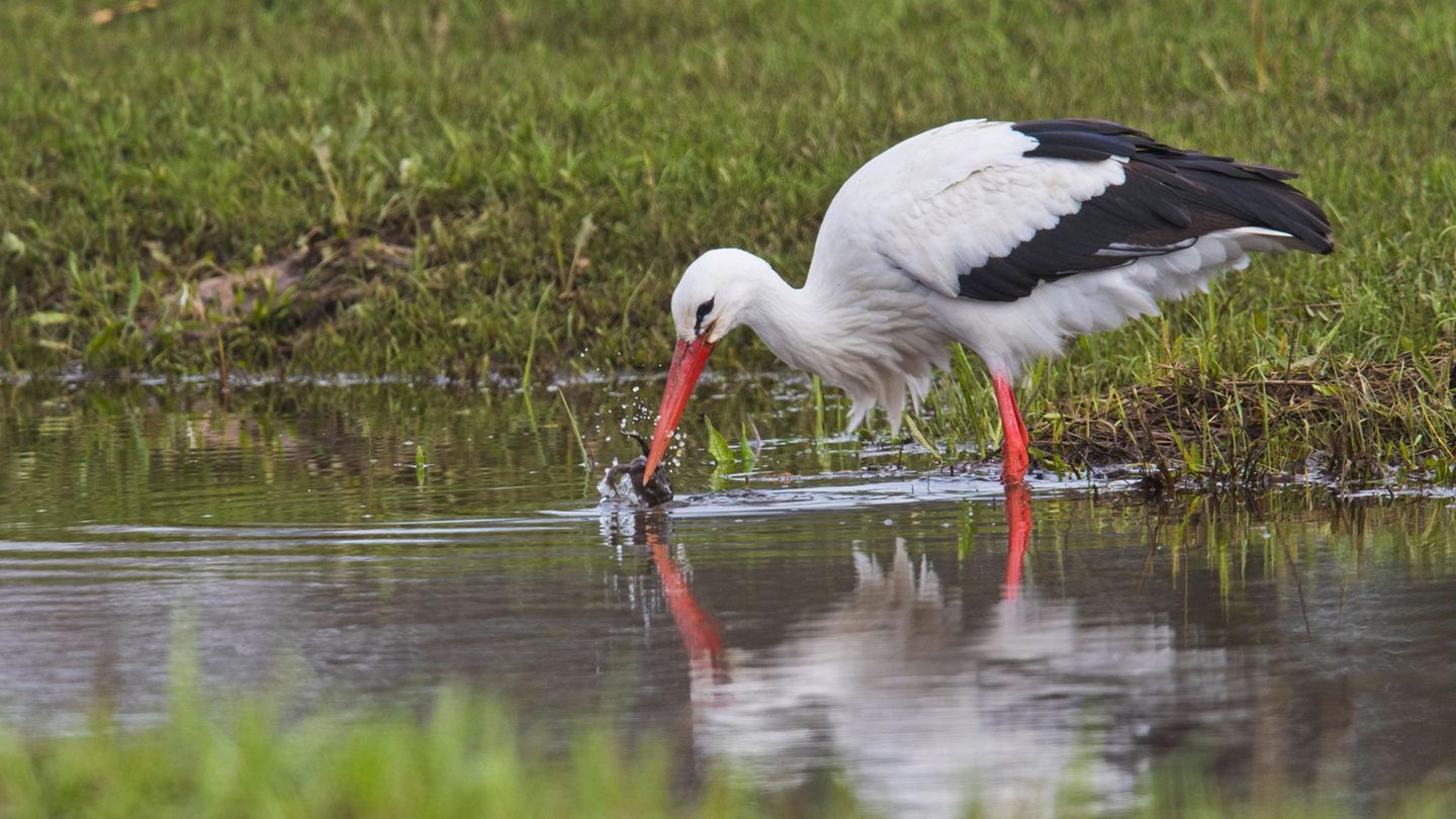 Tiere Storch frisst Frosch